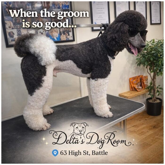 Home | Delta's Dog Room
