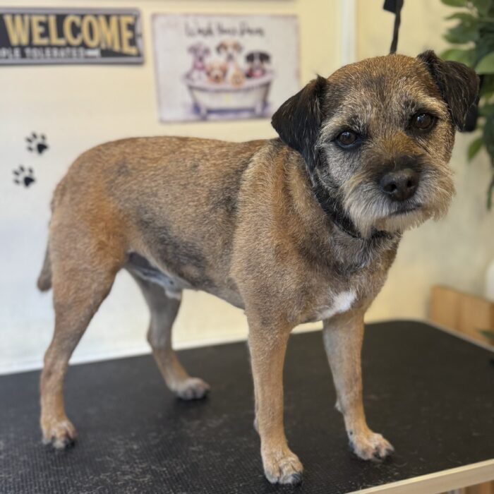Home | Delta's Dog Room