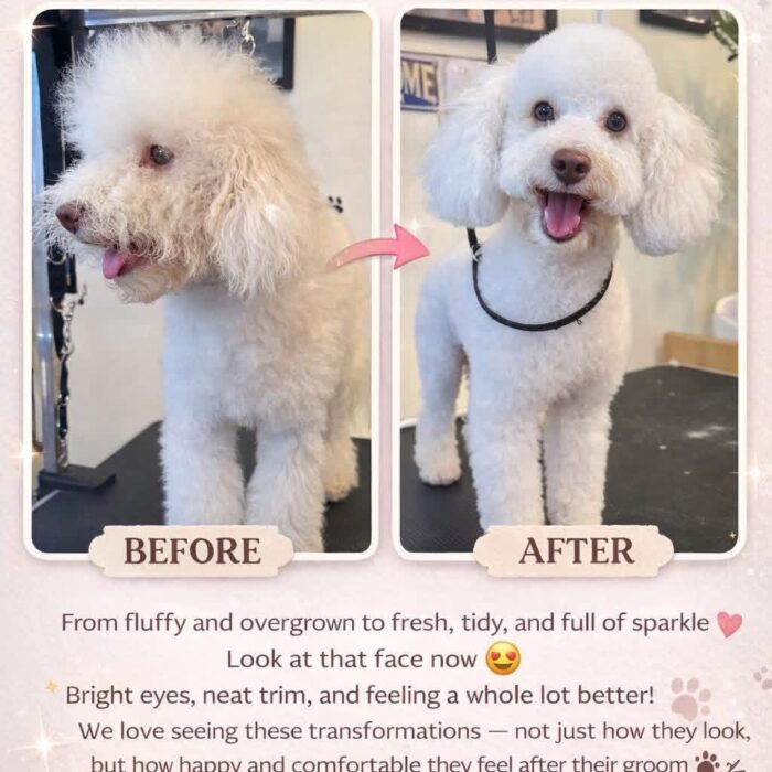 Home | Delta's Dog Room