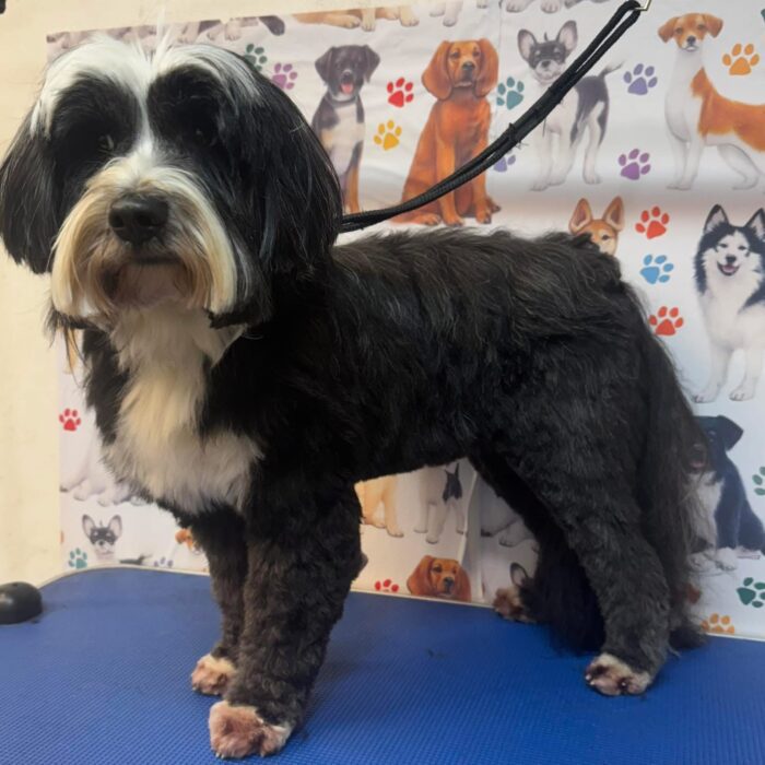 Home | Delta's Dog Room