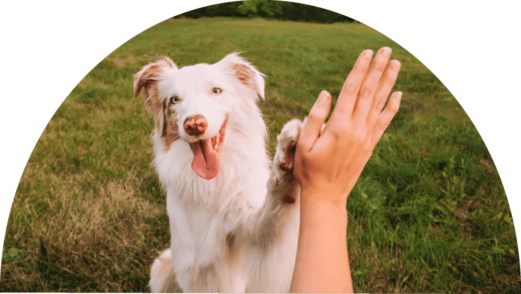 Home | Delta's Dog Room