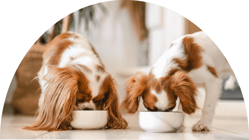 Home | Delta's Dog Room