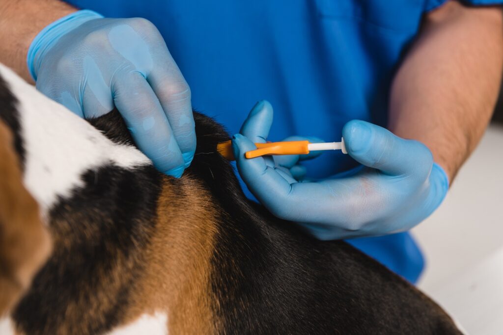 How Dog Microchipping Works and Why It Matters | Delta's Dog Room