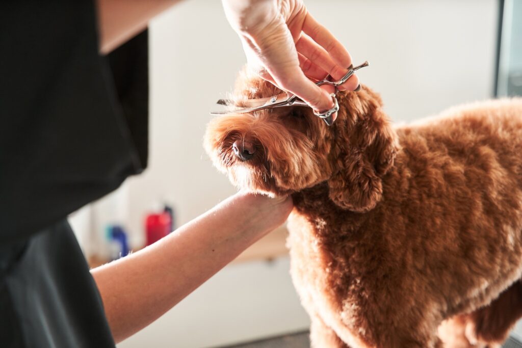 How Often Should a Dog Be Groomed Based on Coat Type and Lifestyle? | Delta's Dog Room