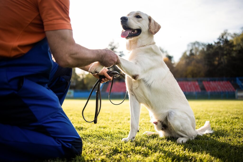 Dog Training at Delta’s Dog Room | Delta's Dog Room