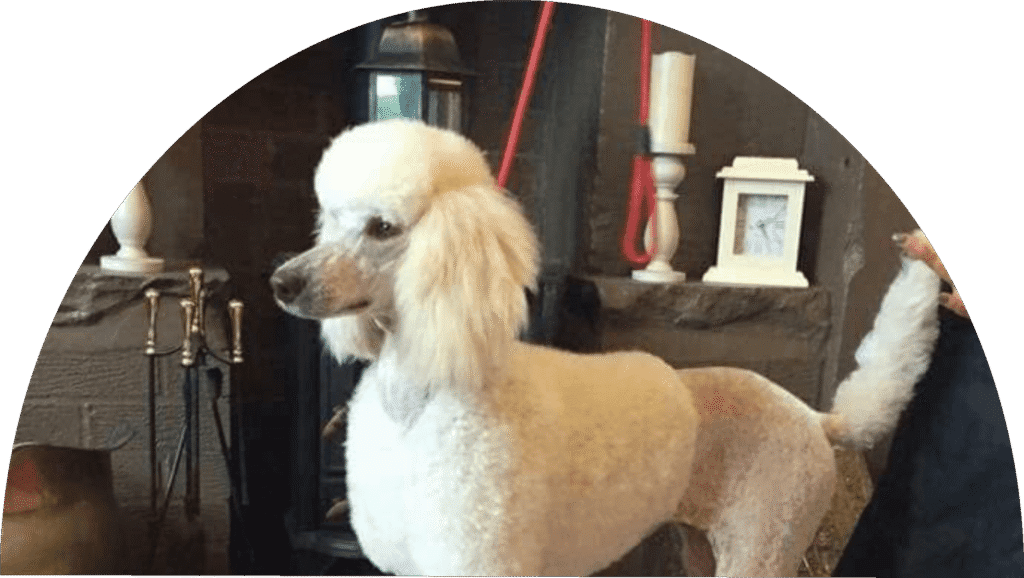 Home | Delta's Dog Room